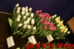[C White Flag, Pink Flag, Creme Flag 2.JPG]